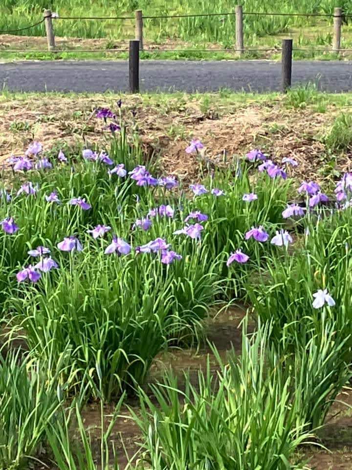 菖蒲も咲き始めました