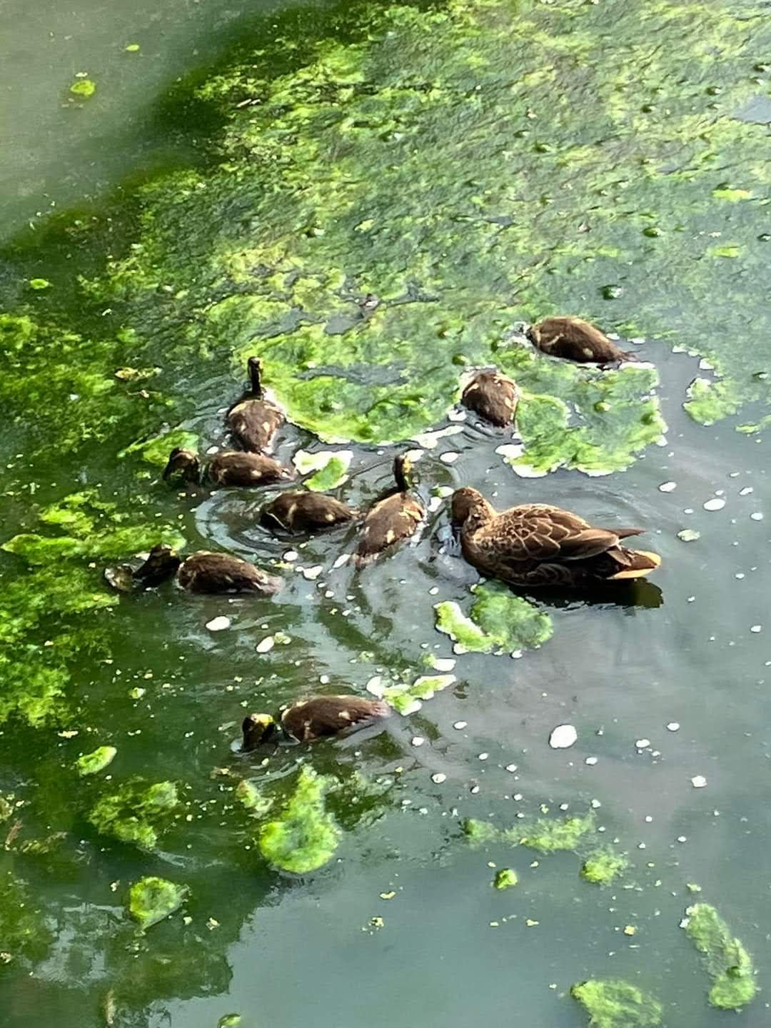 水辺のかもさんたち